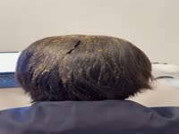 Asian Crossdresser's shit shampoo